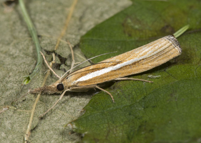 Crambidae: agriphila tristella